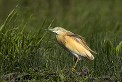 Czapla modronosa (Ardeola ralloides)