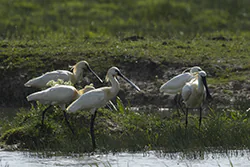 Warzęcha (Platalea leucorodia)