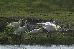Warzęcha (Platalea leucorodia)