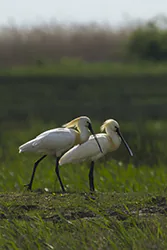 Warzęcha (Platalea leucorodia)