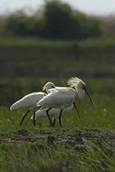 Warzęcha (Platalea leucorodia)