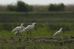 Warzęcha (Platalea leucorodia)