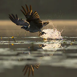 Rybołów (Pandion haliaetus)