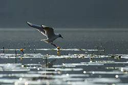 Black-headed Gull (Larus ridibundus)