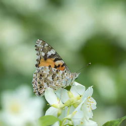 Painted Lady (Vanessa cardui)