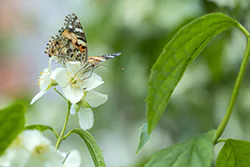 Painted Lady (Vanessa cardui)