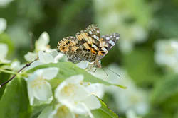 Painted Lady (Vanessa cardui)