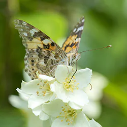 Painted Lady (Vanessa cardui)