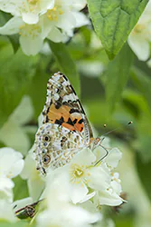 Painted Lady (Vanessa cardui)