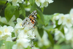 Painted Lady (Vanessa cardui)