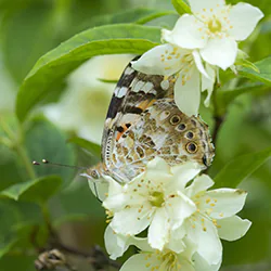 Painted Lady (Vanessa cardui)