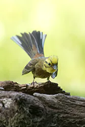 Trznadel (Emberiza citrinella)