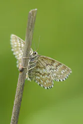 Wątlak nawrzosiak (Scopula immorata)