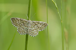Wątlak nawrzosiak (Scopula immorata)