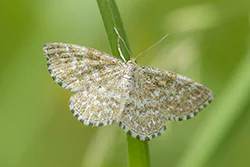 Wątlak nawrzosiak (Scopula immorata)