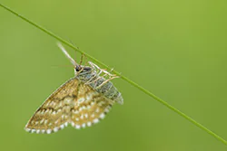 Wątlak nawrzosiak (Scopula immorata)