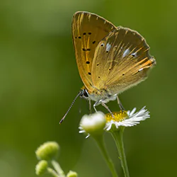 Czerwończyk dukacik (Lycaena virgaureae)