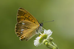 Czerwończyk dukacik (Lycaena virgaureae)