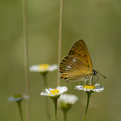 Czerwończyk dukacik (Lycaena virgaureae)