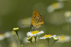 Czerwończyk dukacik (Lycaena virgaureae)