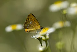Czerwończyk dukacik (Lycaena virgaureae)