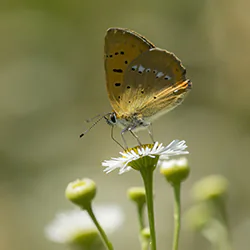 Czerwończyk dukacik (Lycaena virgaureae)