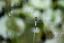 Black-tailed Skimmer (Orthetrum cancellatum)