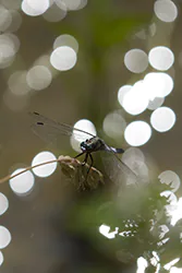 Black-tailed Skimmer (Orthetrum cancellatum)