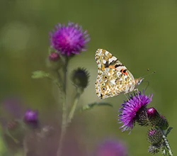 Painted Lady (Vanessa cardui)