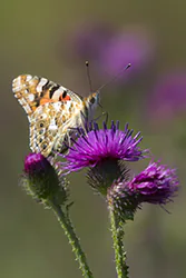 Painted Lady (Vanessa cardui)
