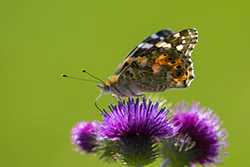 Painted Lady (Vanessa cardui)