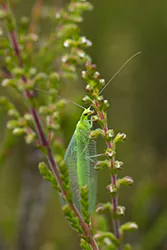  (Chrysoperla carnea)