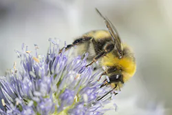Bumblebee (Bombus sp)