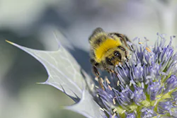 Bumblebee (Bombus sp)