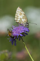 Polowiec szachownica (Melanargia galathea)