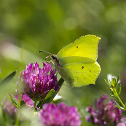 Latolistek cytrynek (Gonepteryx rhamni)