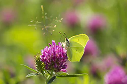 Latolistek cytrynek (Gonepteryx rhamni)