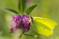 Latolistek cytrynek (Gonepteryx rhamni)