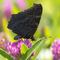 European Peacock (Inachis io)