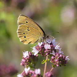 Przestrojnik trawnik (Aphantopus hyperantus)