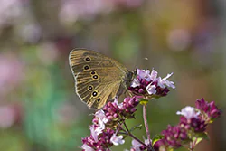 Przestrojnik trawnik (Aphantopus hyperantus)