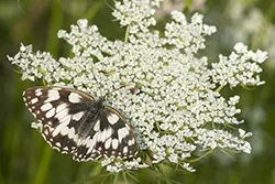 Polowiec szachownica (Melanargia galathea)