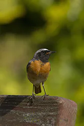 Pleszka (Phoenicurus phoenicurus)