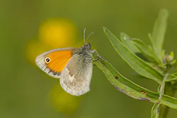 Small Heath (Coenonympha pamphilus)