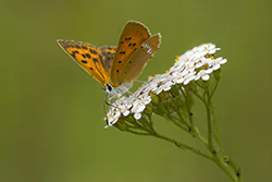 Czerwończyk dukacik (Lycaena virgaureae)