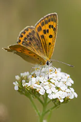 Czerwończyk dukacik (Lycaena virgaureae)