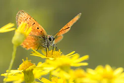 Czerwończyk dukacik (Lycaena virgaureae)