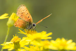 Czerwończyk dukacik (Lycaena virgaureae)
