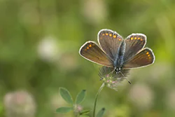 Modraszek ikar (Polyommatus icarus)
