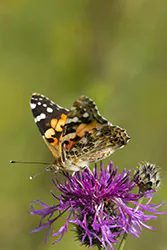 Painted Lady (Vanessa cardui)